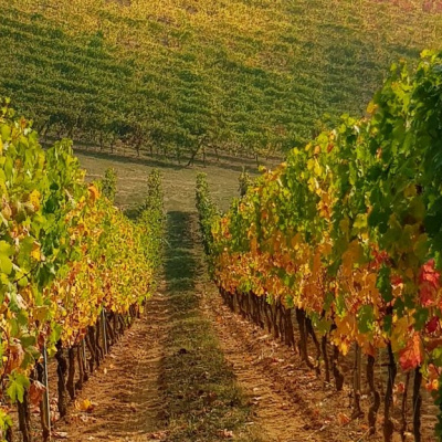 Vinařství Colle Manora - Itálie, region Piemont