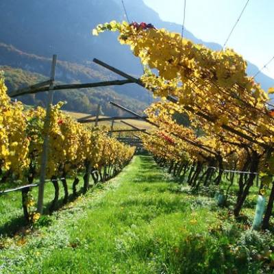 Rulandské modré / Pinot Nero / Pinot Noir